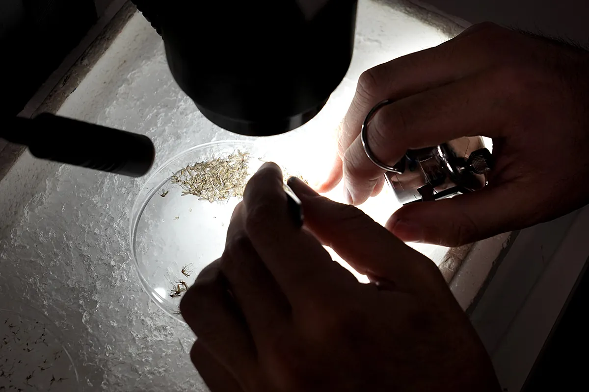 Así vigila a los mosquitos Jordi Figuerola:  La meta es un sistema que ayude a predecir la presencia de amenazas hasta con dos semanas de antelación 
