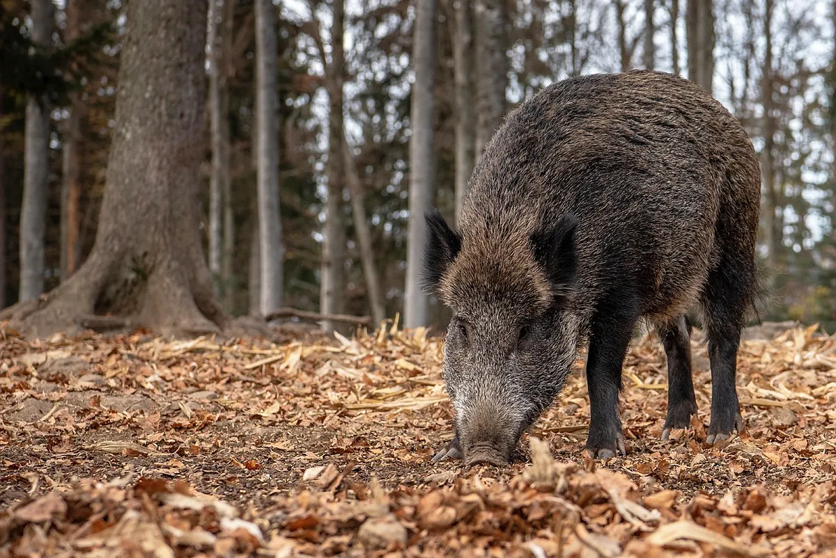 African Swine Fever Confirmed in Spain – Wild Boar Deaths