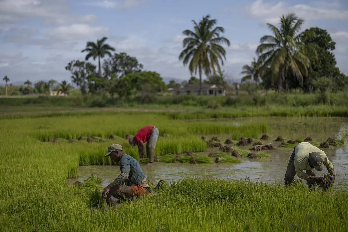 60.000 presos convertidos en esclavos de la revolución cubana