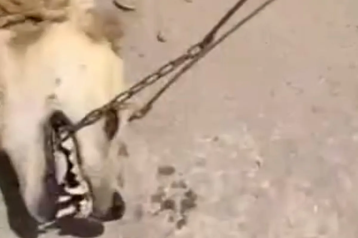 La Sociedad Protectora de Animales de Marruecos denuncia la 'matanza' de perros por el Mundial