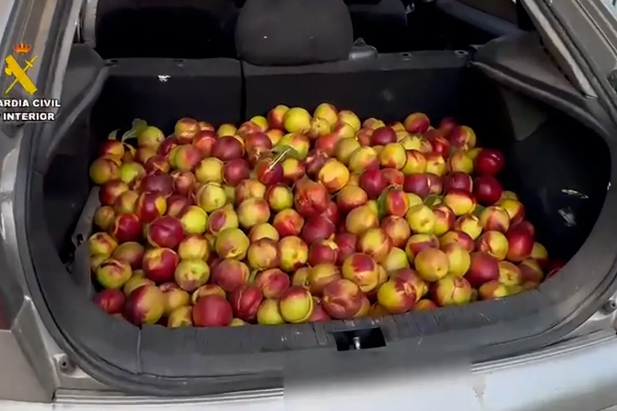 Pillan a un conductor con 140 kilos de nectarinas en el maletero en Lodosa, Logroño