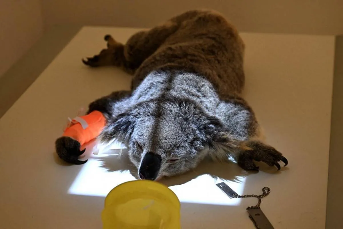 Australia aprueba la primera vacuna del mundo contra la clamidia en koalas
