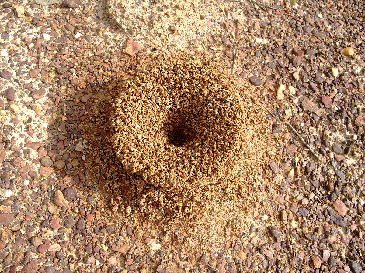 Ni bicarbonato ni químicos: la solución definitiva (y natural) para eliminar los hormigueros en casa y evitar que vuelvan al jardín