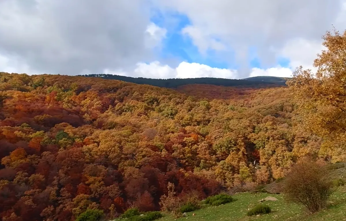 El hayedo de la Sierra Norte de Madrid que es un espectáculo: una joya al aire libre, Patrimonio Natural de la Unesco