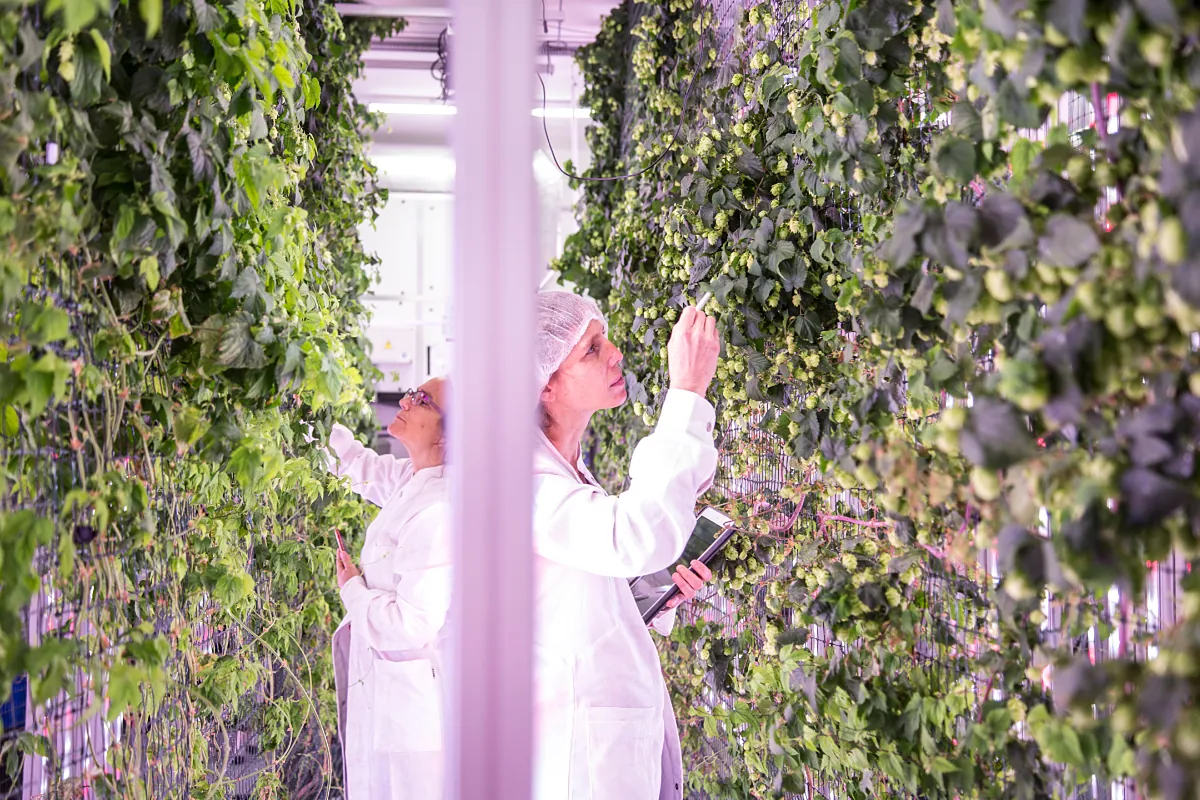 La única empresa del mundo que elabora el lúpulo en interior y sin pesticidas para salvar el futuro de la cerveza