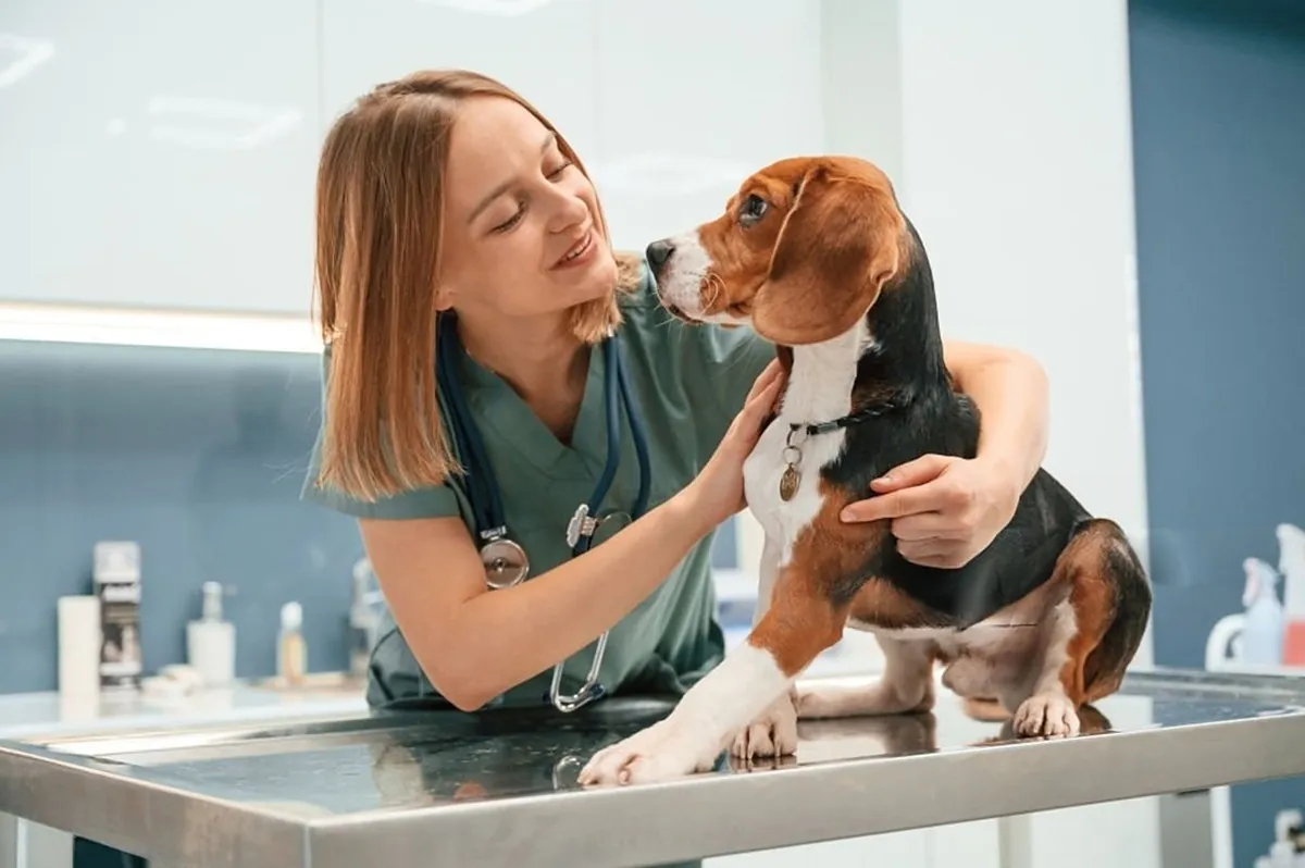 Estas son las 3 universidades con menos nota de corte para acceder a Veterinaria en España