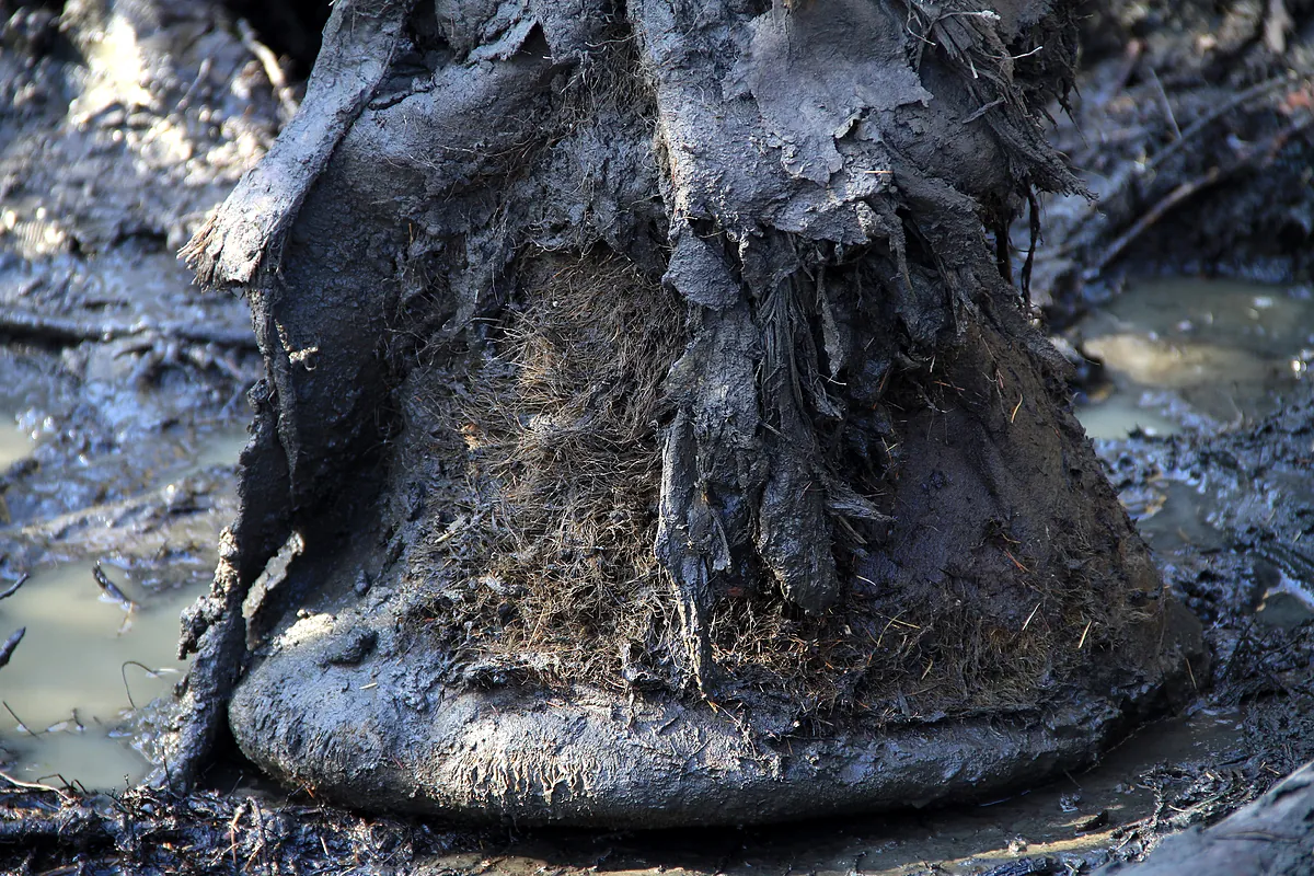 El CSI de la megafauna extinta: Identifican bacterias que pudieron causar enfermedades a mamuts hace más de un millón de años