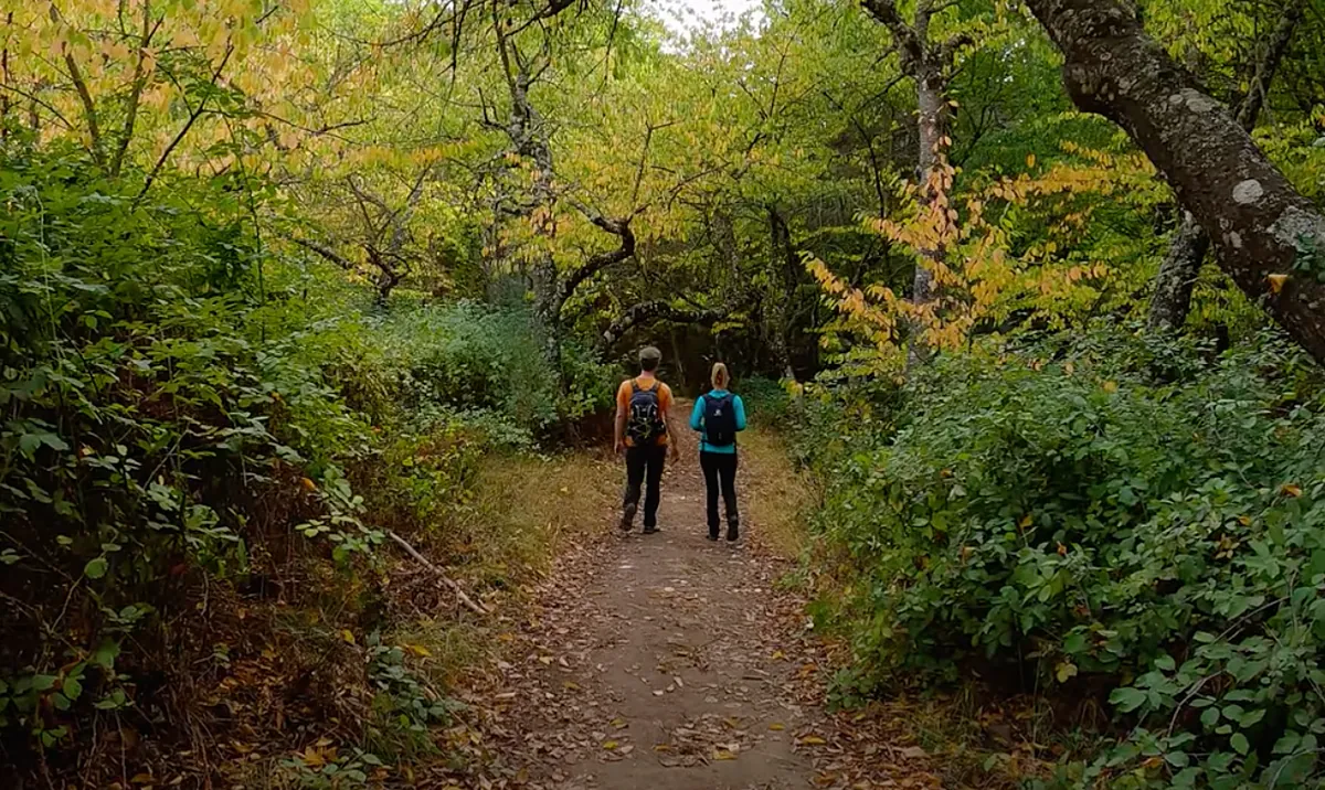 Soy de Málaga y este es el bosque de pinos, castaños y miradores donde me escapo cuando empieza el otoño