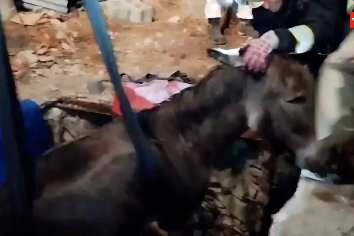 Rescatan a un burro atrapado en un pozo en Robledo de Chavela, Madrid