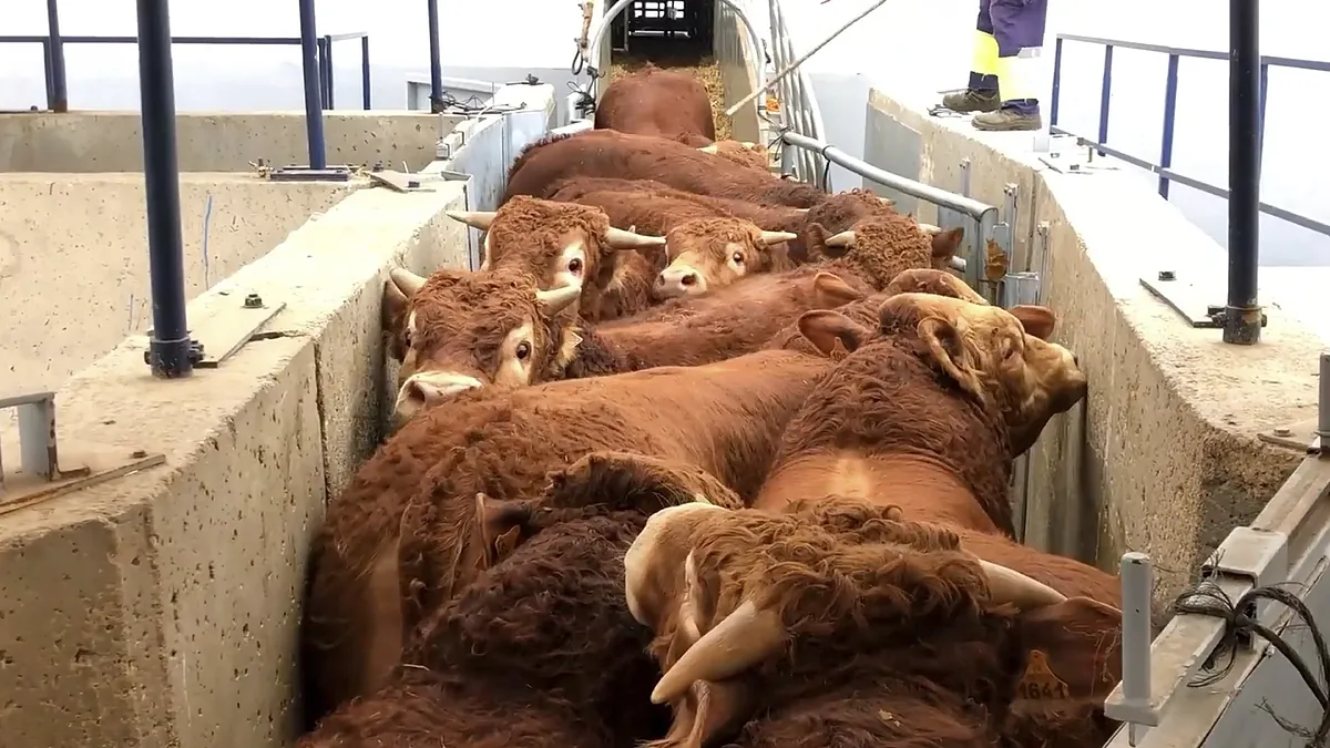 La crisis bovina de la dermatosis nodular en Cataluña pone ya en alerta a varias comunidades autónomas