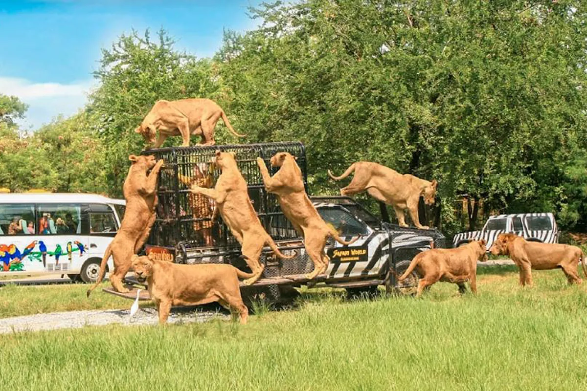 Varios leones atacan y matan a un trabajador de un zoológico frente a decenas de turistas en Bangkok