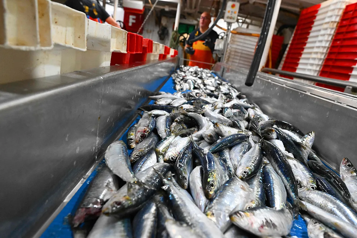 ¿Por qué es bueno comer sardinas de forma habitual y no sólo en verano?