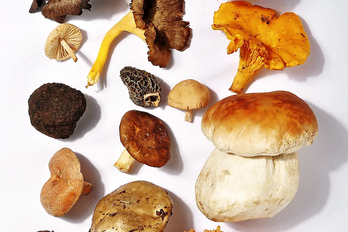 Las 10 setas comestibles más comunes