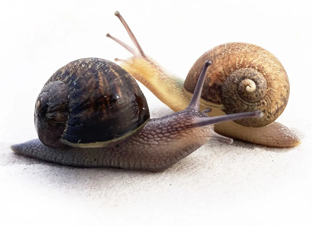 Un caracol zurdo busca pareja: una campaña intenta ayudarle a encontrarla en Nueva Zelanda