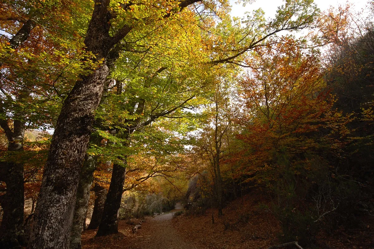 La magia del otoño en el Hayedo de Montejo