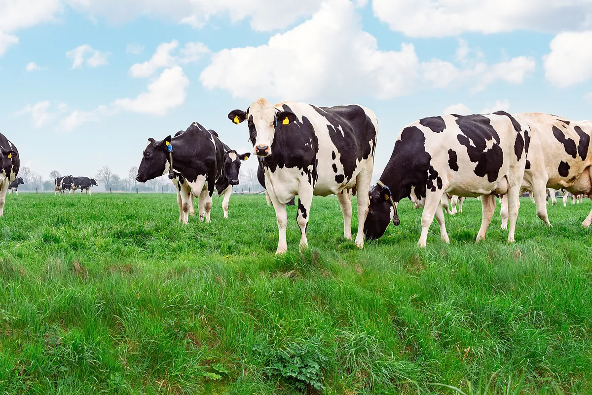 Añadir algas en la dieta de las vacas permite reducir las emisiones gases de efecto invernadero