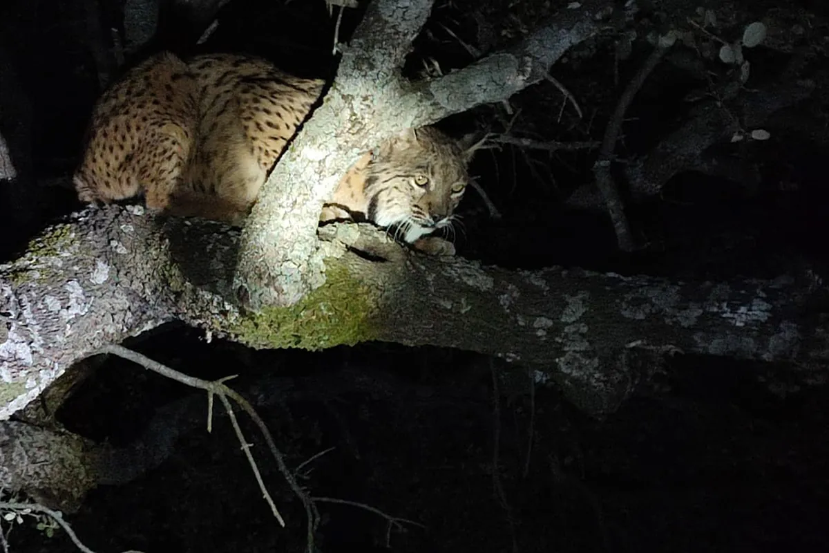 La gran escapada de Níscalo, el lince ibérico protegido pillado en pleno festín: "Ataca por diversión, por juego. A los dos primeros animales se los comió enteros"