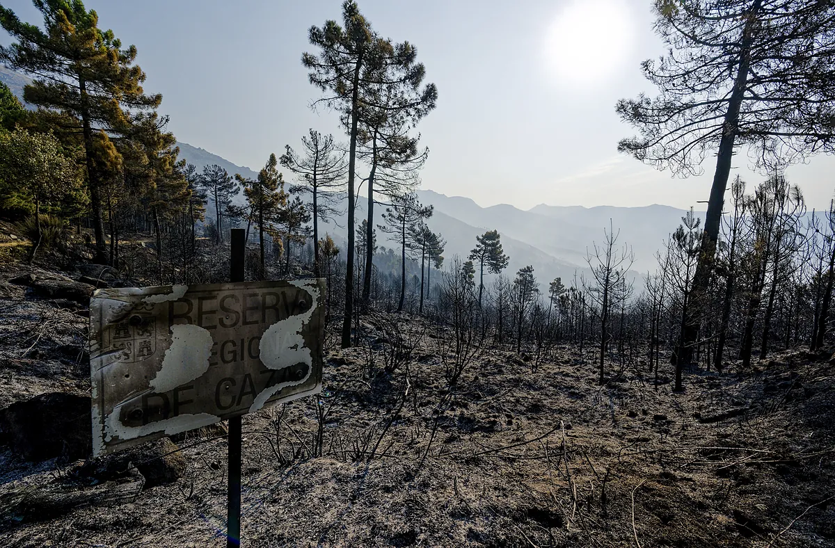 EL MUNDO 🔵 Evolución favorable de los incendios: controlado el de Ávila y estabilizado el de Cáceres EL MUNDO 🔵 Evolución favorable de los incendios: controlado el de Ávila y estabilizado el de Cáceres