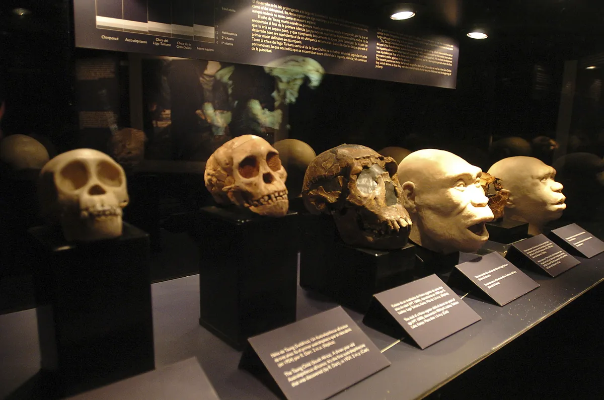 Homo sapiens: ni los primeros ni los únicos