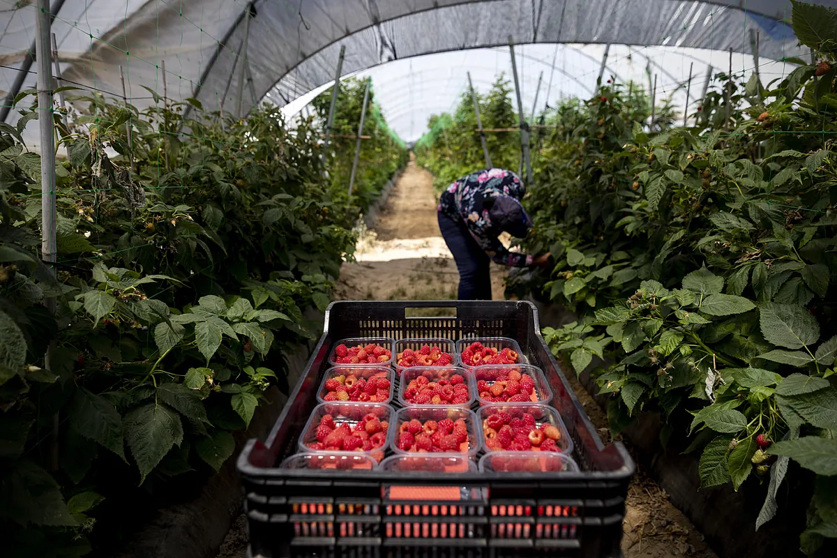 Casi la mitad de jÃ³venes del mundo trabaja en el sector agroalimentario, aunque en Europa no llegan a dos de cada 10