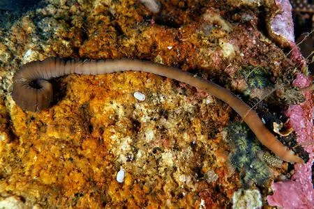 La nueva especie de gusano que vive a 30 metros de profundidad, ataca con veneno y se encoge como un acordeón
