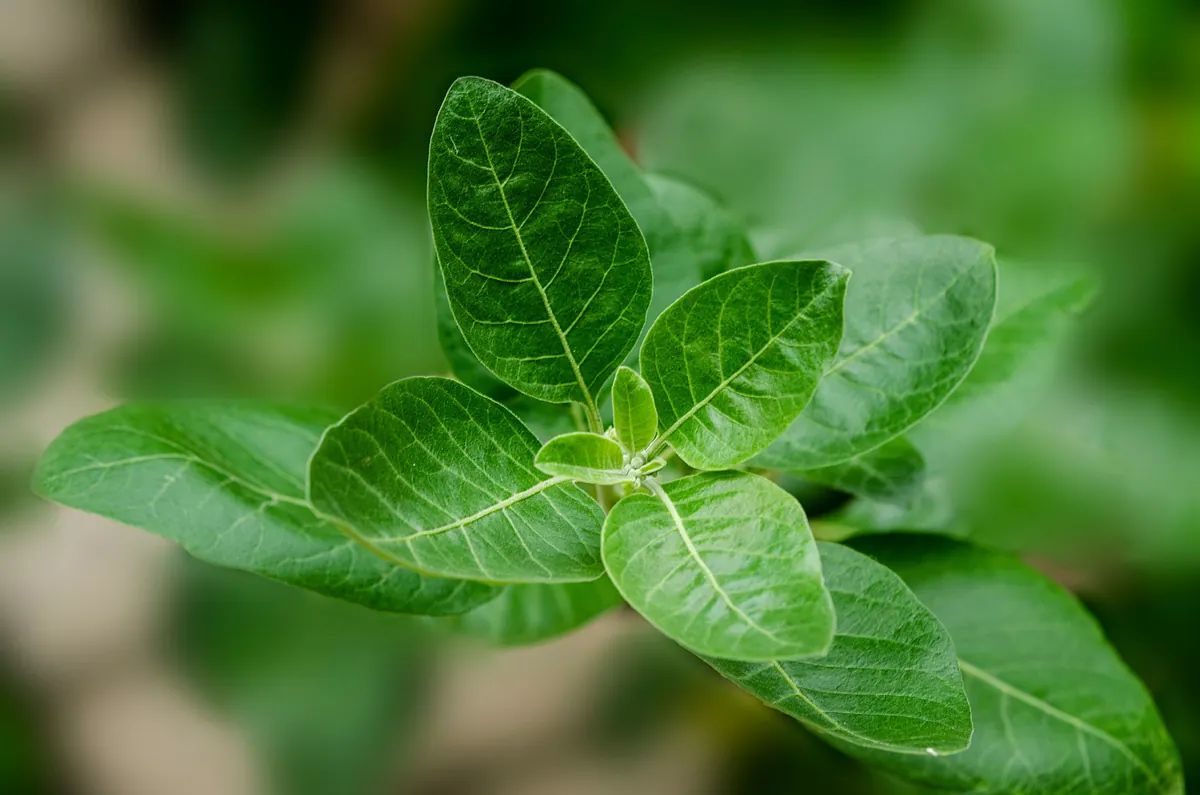 Ashwagandha: qué es, cuáles son sus propiedades, beneficios y por qué está tan de moda
