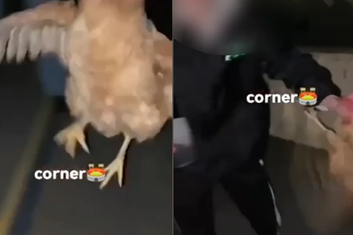 Futbol balyası gibi bir tavuk kullandığı için 39 genci kınıyorlar