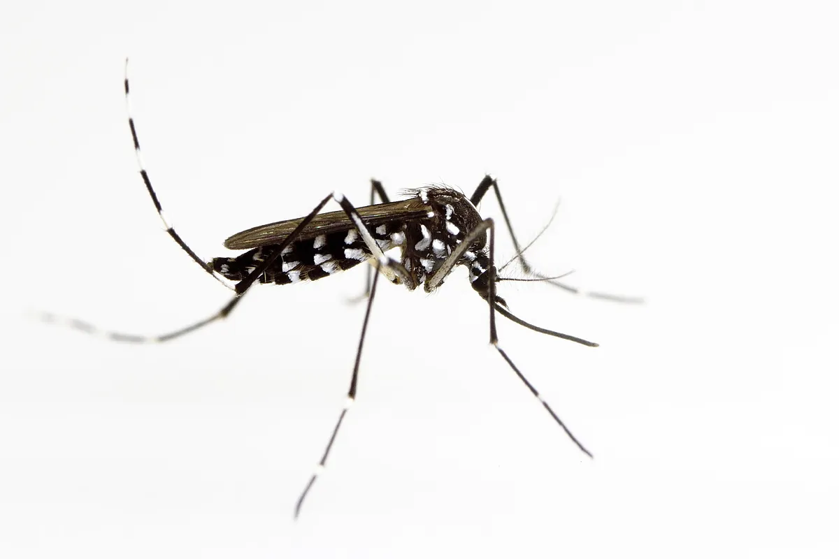 Sanidad alerta de la presencia del mosquito tigre en 156 municipios...
