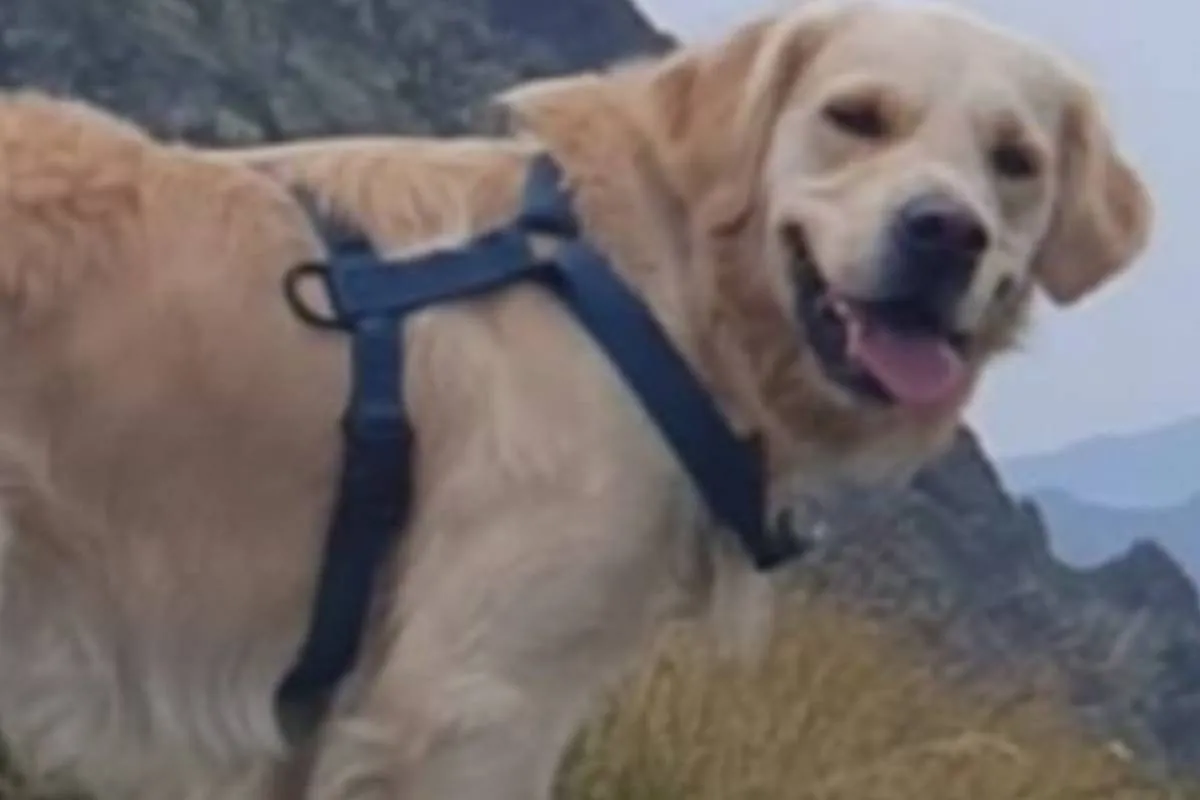 Piden ayuda para localizar a Kona, el perro de la mujer de 27 años que murió este domingo tras una caída en un pico de Panticosa
