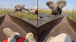 Momento en el que un elefante ataca a unos turistas en Botswana