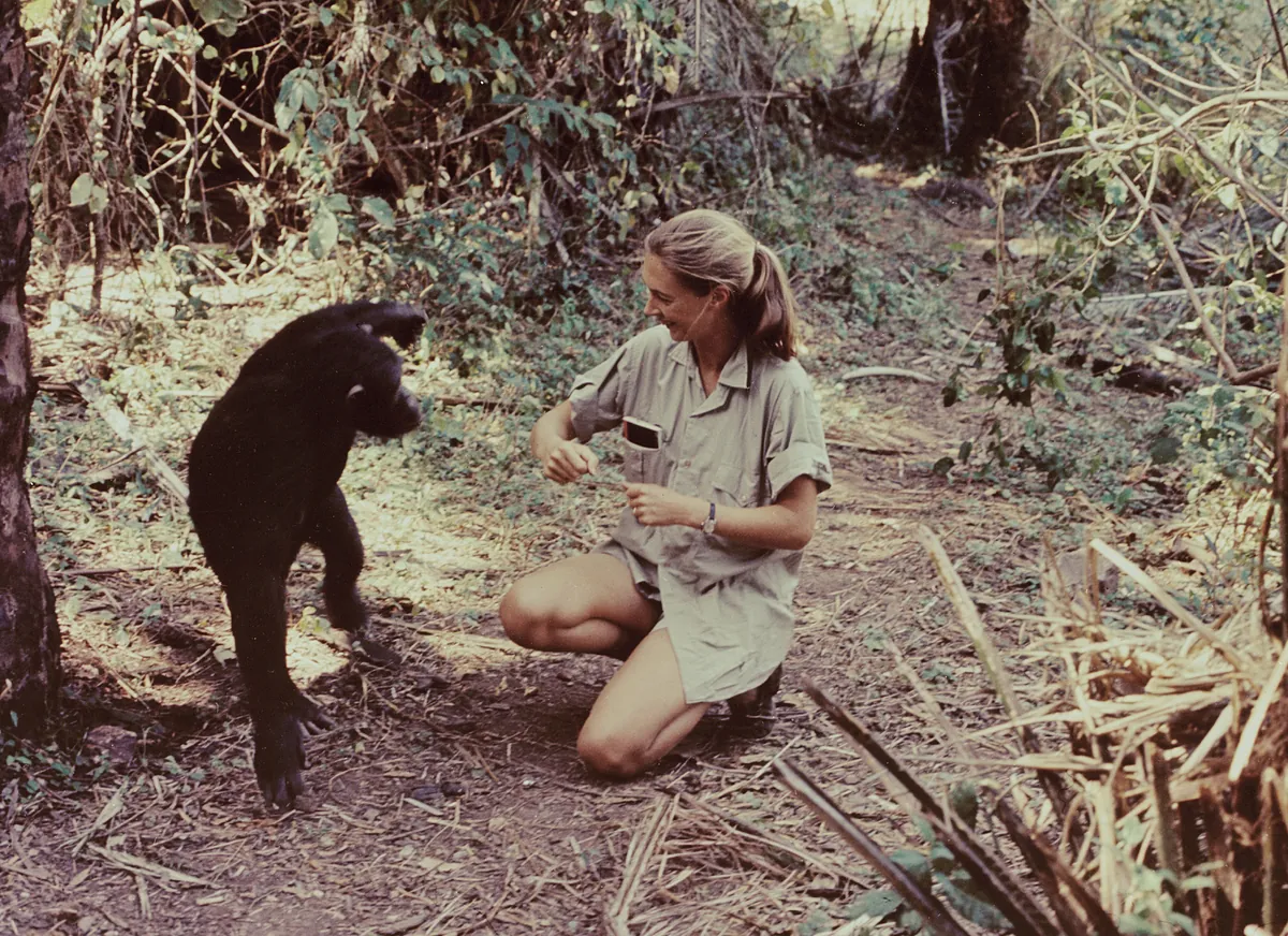 El Gobierno prepara la Ley Jane Goodall para proteger a los grandes simios