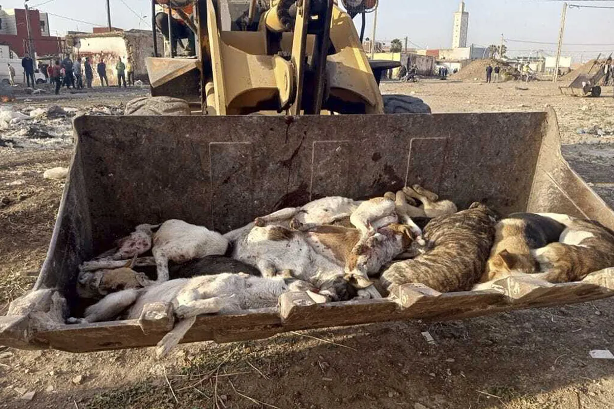 La  agenda 2030  de Marruecos para sus perros callejeros:  solución final  antes del Mundial mientras la rabia amenaza a Melilla