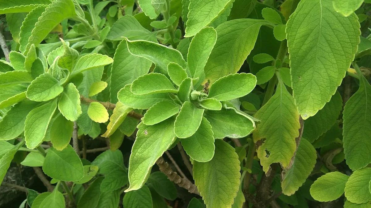 Hojas de Boldo