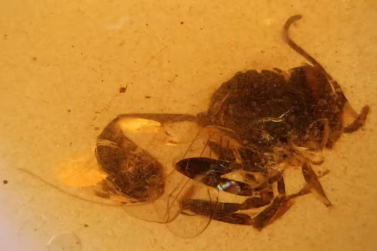 Descubren especies fósiles preservadas en ámbar que revelan secretos del pasado