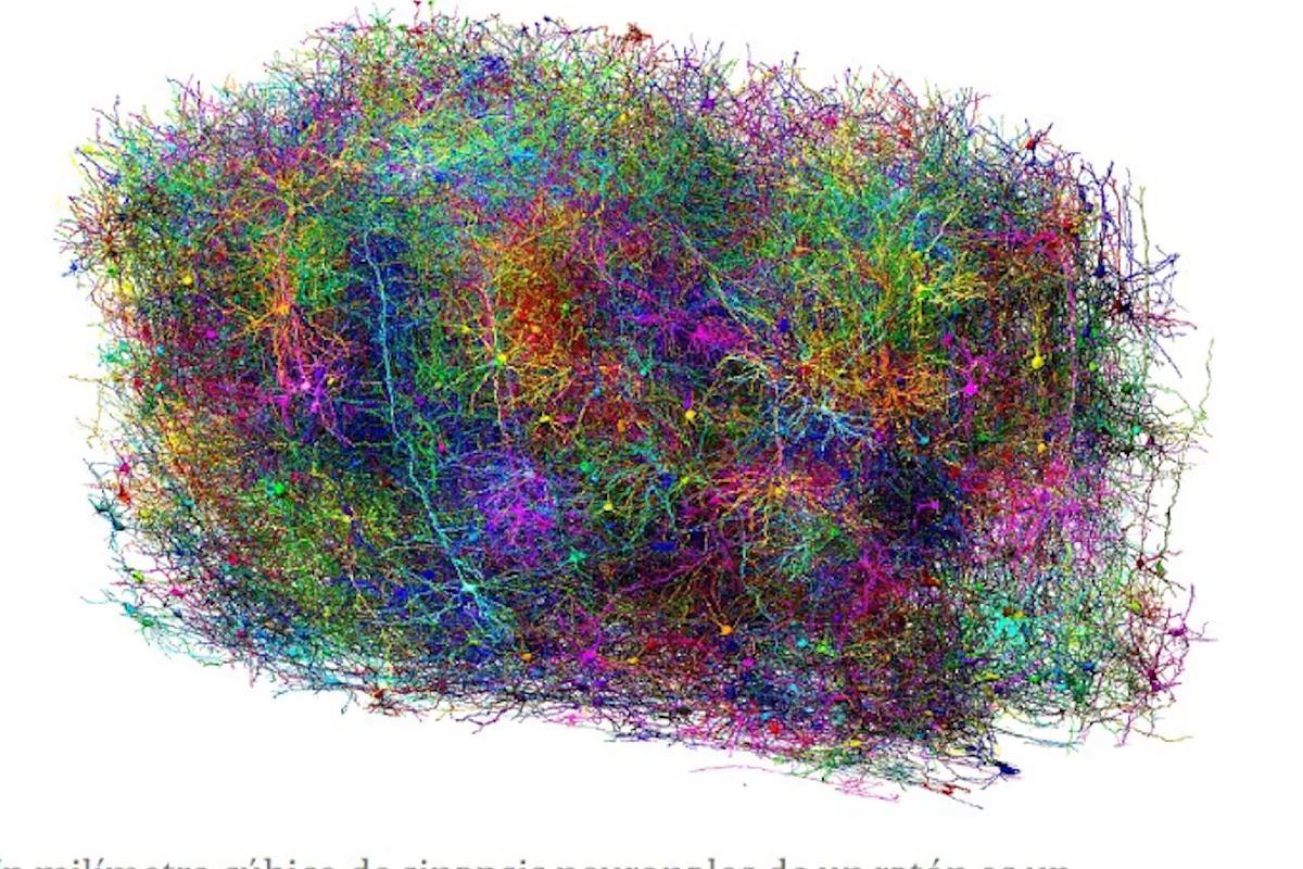 Die 3D -Karte eines Teils des Maushirns wird dazu beitragen, das Funktionieren des Menschen zu lösen