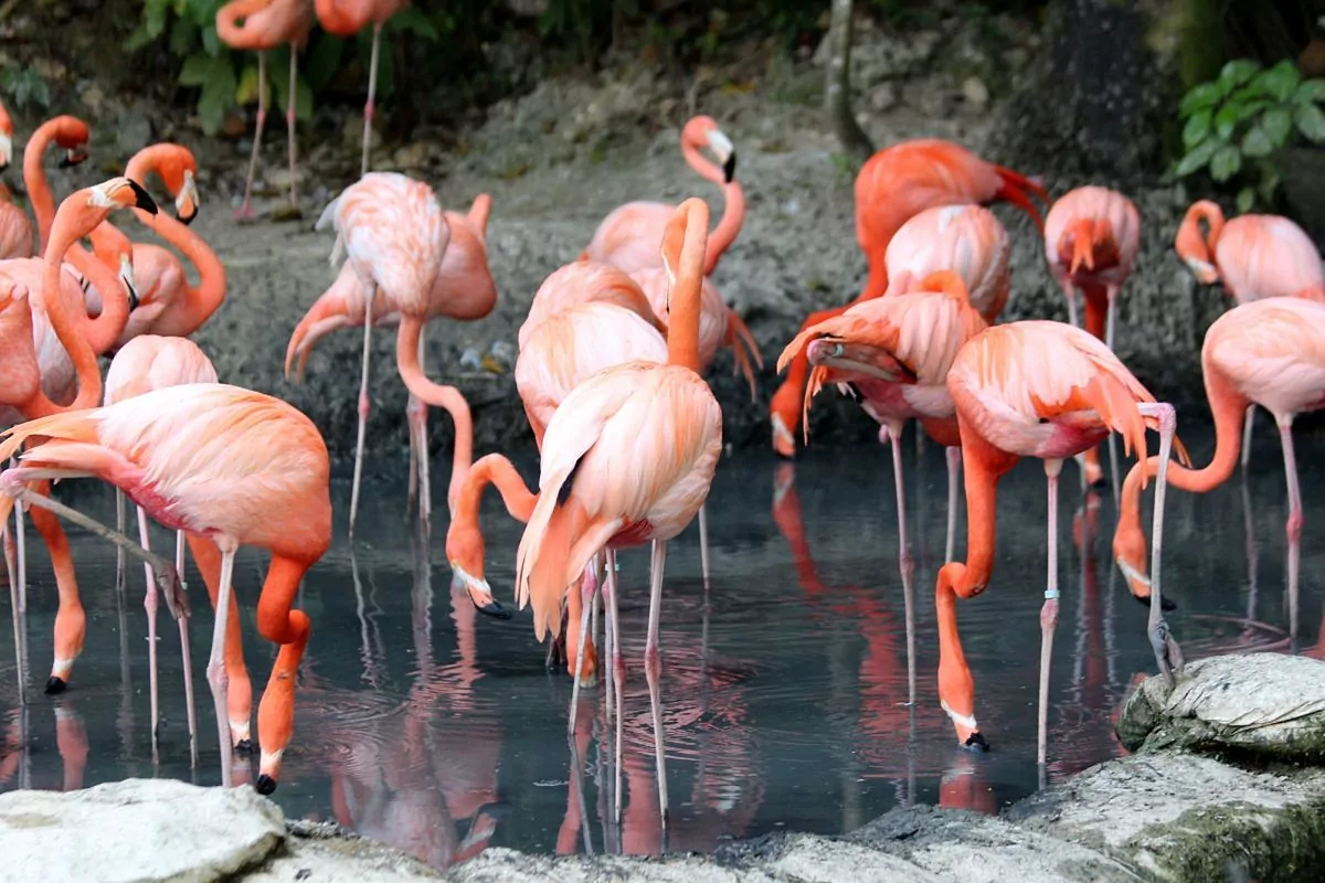 Flamencos