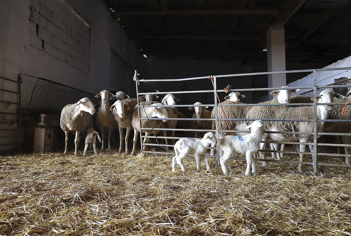 Detectan nuevos focos de lengua azul en Asturias, Castilla y León, País Vasco, La Rioja y Andalucía