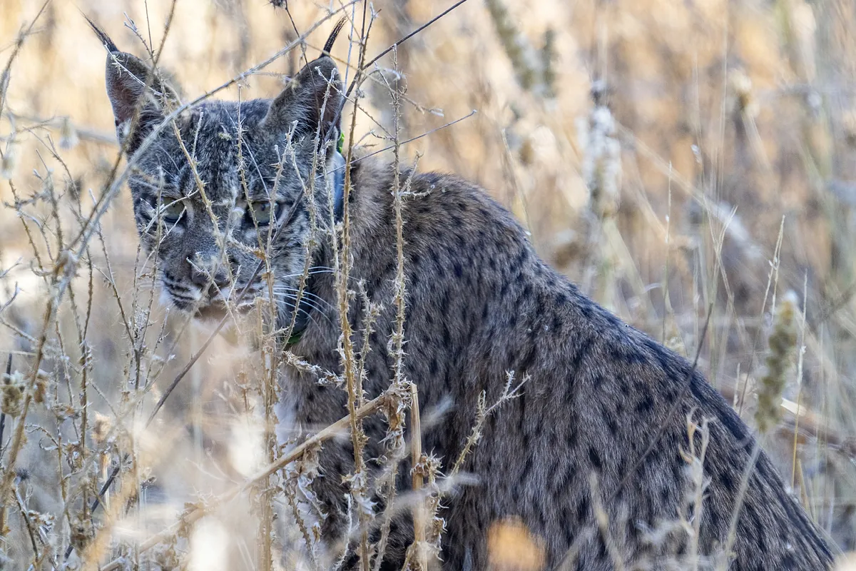 Uraclio, el lince alcarreño que se  ha mudado  a Madrid siembra la esperanza para recuperar la especie en peligro de extinción