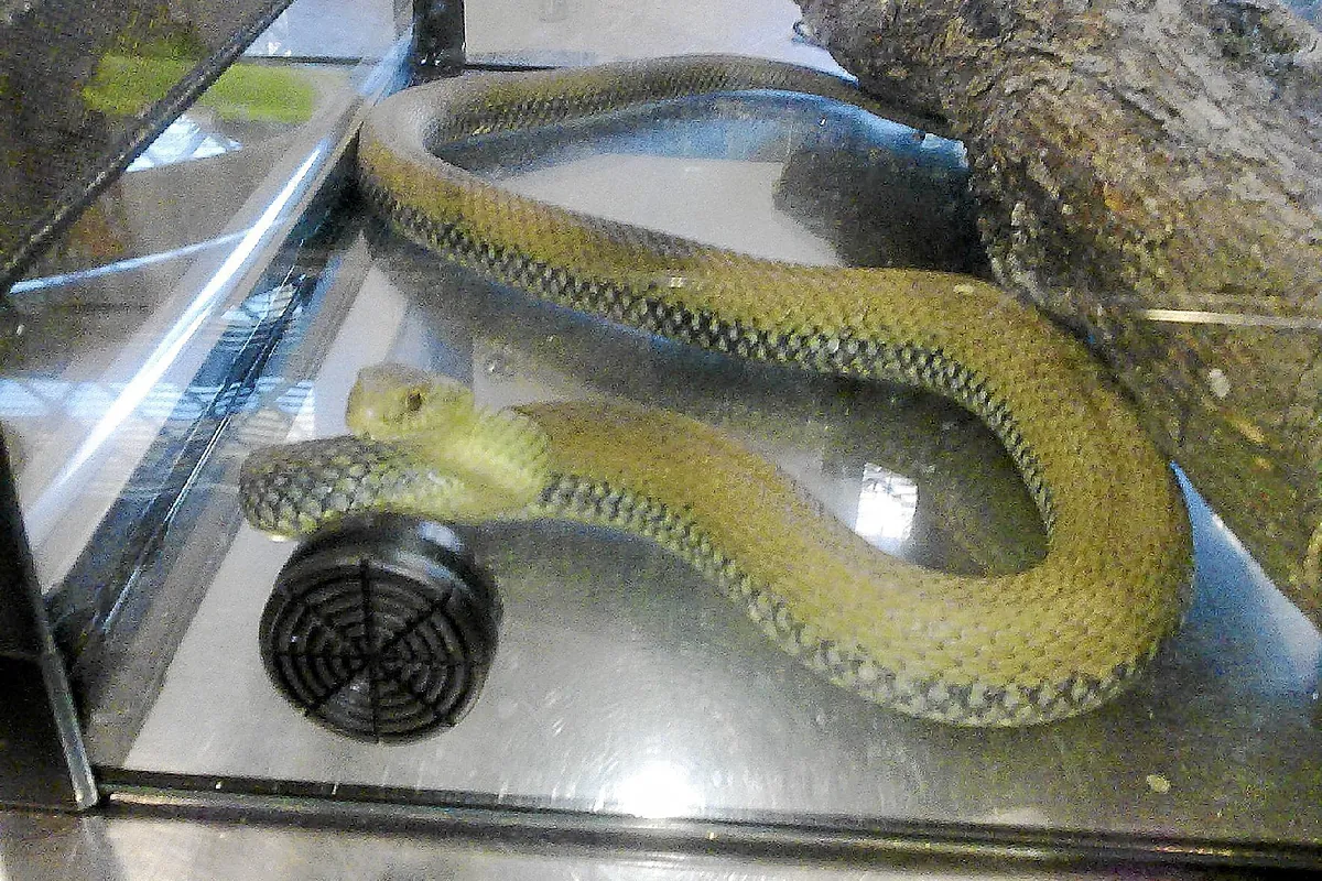 Valencia'daki bir arabanın motorunun içinde üç metre uzunluğunda bir piç yılanı bulurlar