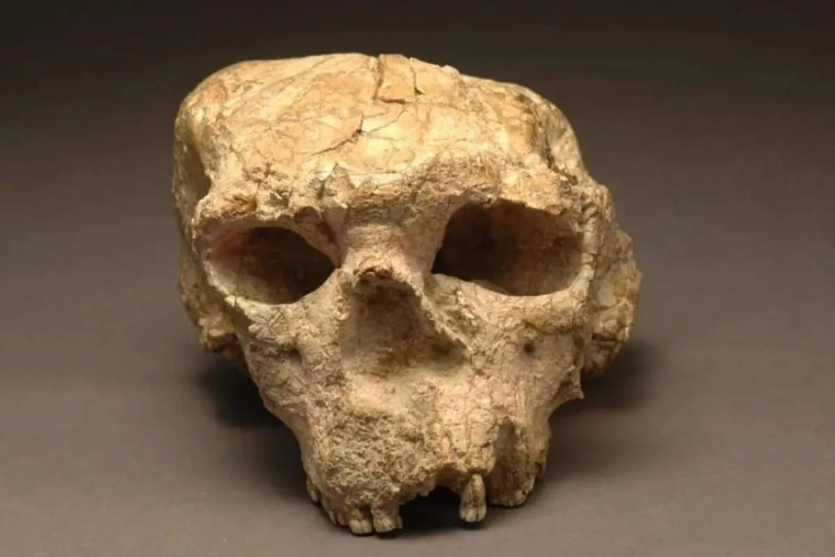 Un cráneo de un millón de años hallado en China podría reescribir la historia de la evolución humana