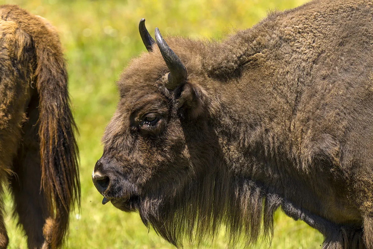 Y 10.000 años después el bisonte europeo vuelve a trotar por Madrid:  No queremos hacer otro zoo, nuestra intención es que el visitante busque a los animales por el parque 