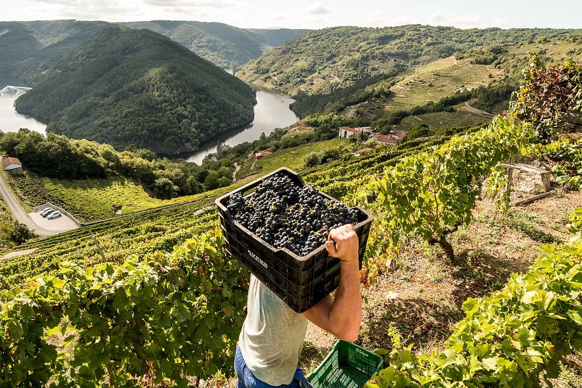 Cinco escapadas secretas para amantes del vino que no salen en las guías
