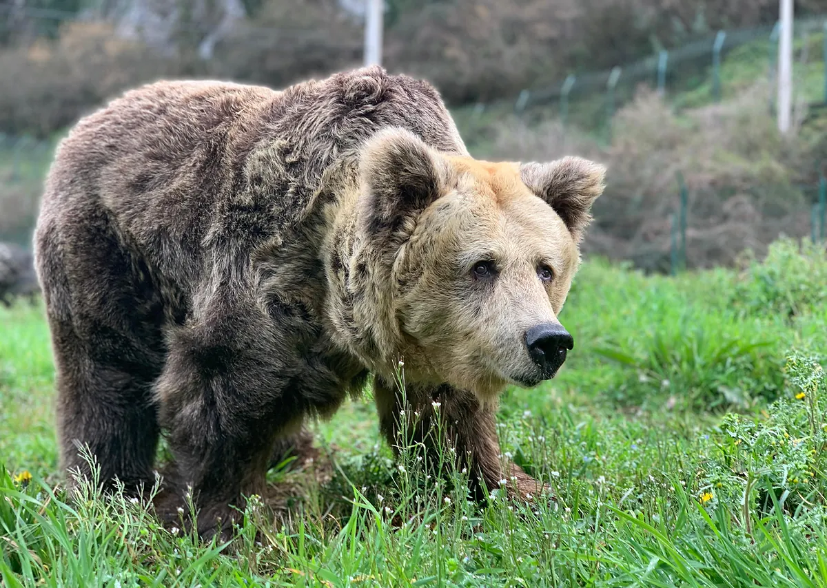 La osa Paca, símbolo de la recuperación de la especie, es sacrificada para evitar que sufra