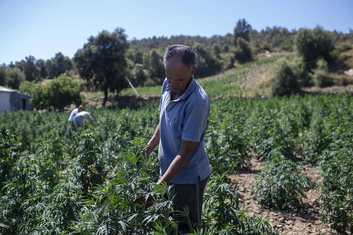 Kalıcı olmayan bir esrar özütüne dayanan bir bileşik, kronik sırt ağrısını azaltır