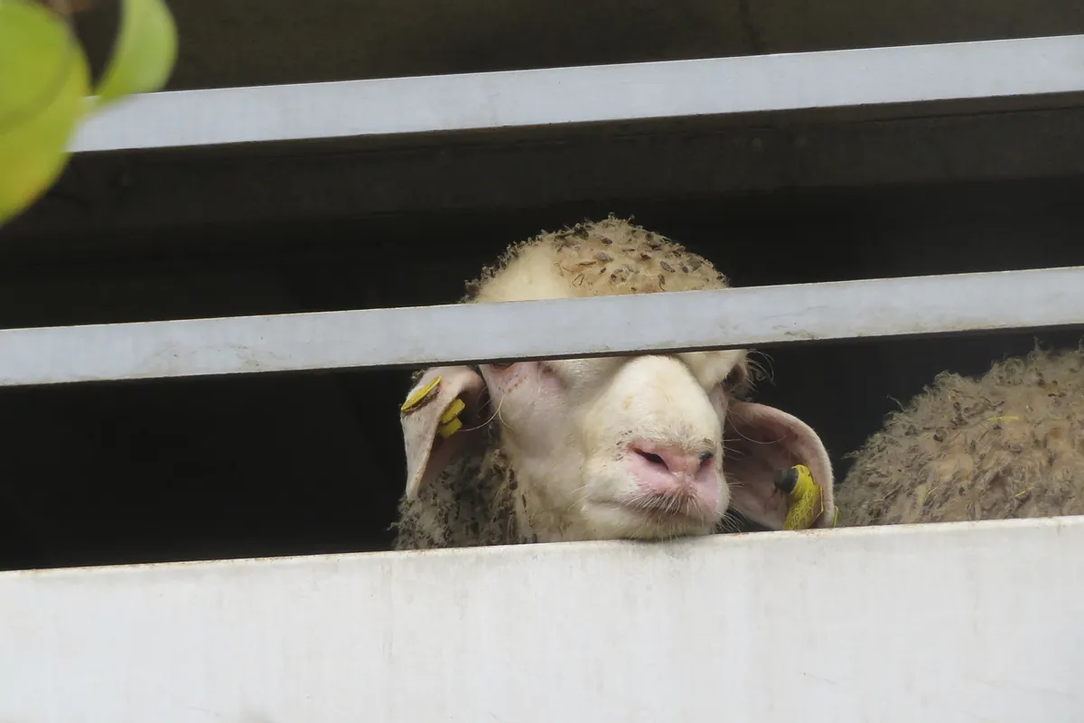 El cruel viaje de 0338 y otros 500.000 corderos españoles rumbo al sangriento sacrificio del Eid al-Adha