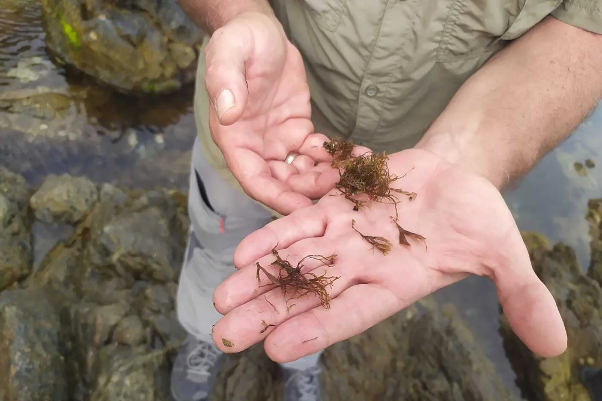 Rugulopteryx okamurae: el impronunciable nombre de una alga asiática que alerta a Portugal y amenaza a España