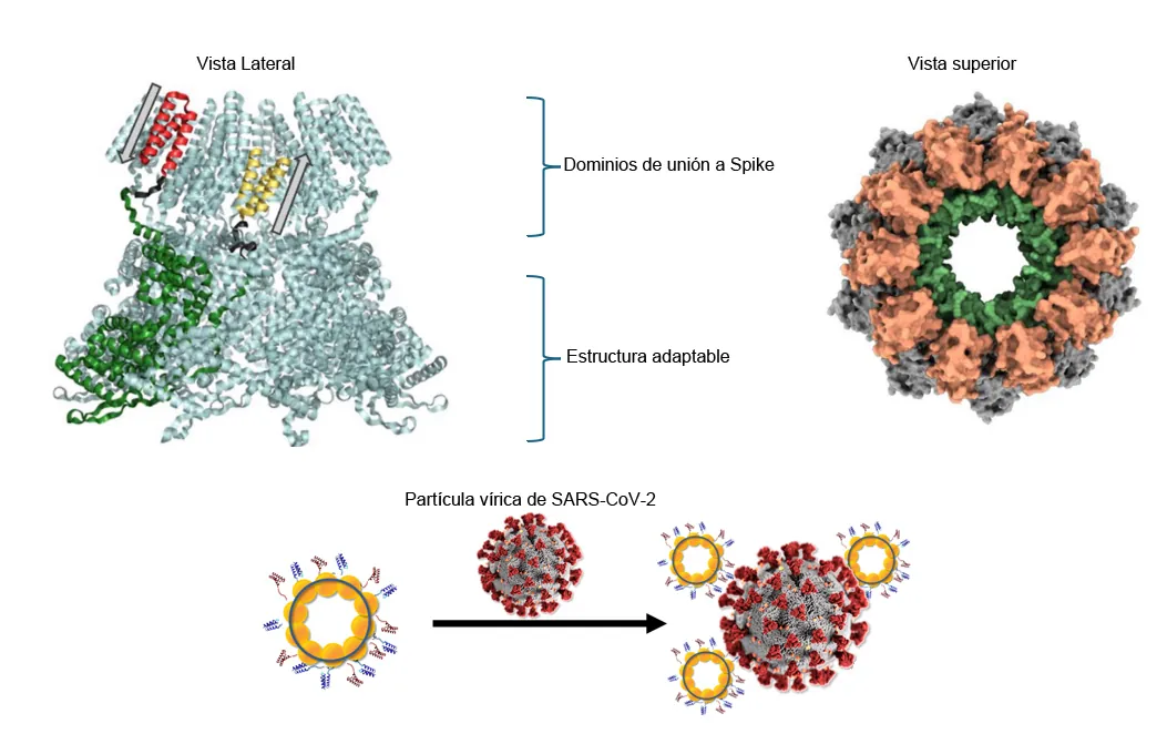 Diseñan nanoanillos de proteínas capaces de detectar y neutralizar el coronavirus