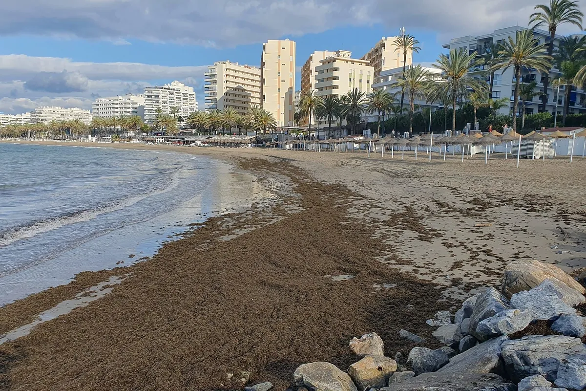 La Costa del Sol y el Campo de Gibraltar hacen frente común para luchar contra la invasión del alga asiática