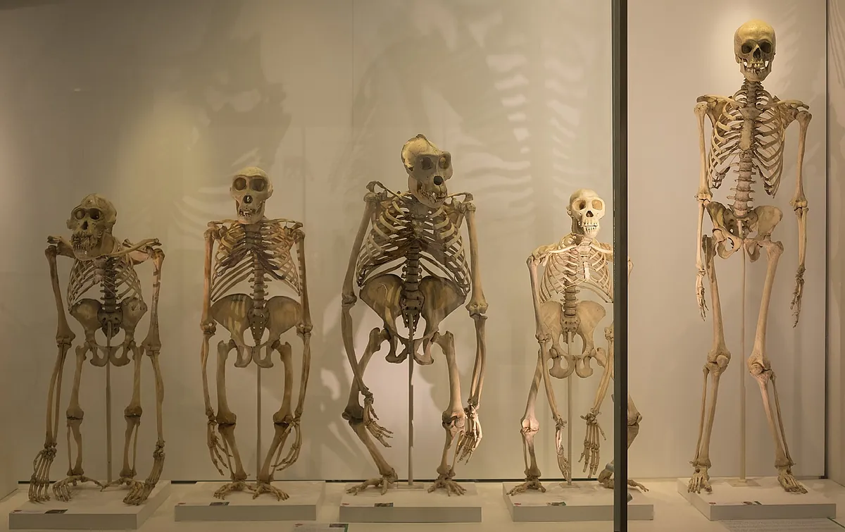 Dos grandes cambios en la pelvis humana permitieron a nuestros ancestros andar erguidos
