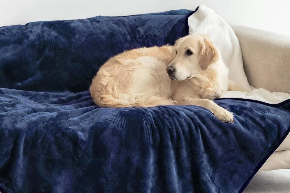 Cuida mejor a tu perro (y tu gato) con la manta impermeable que arrasa en ventas